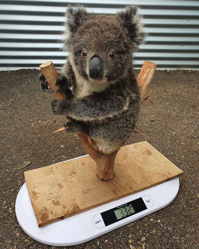bébi koala