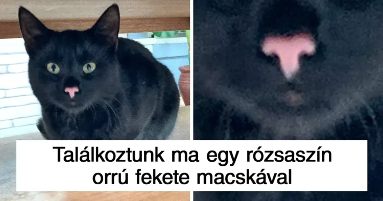 19 állat, aki különleges bónuszt kapott az anyatermészettől 19 állat, akiket az anyatermészet különleges ajándékkal áldott meg