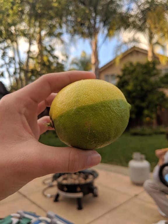 Citrom-lime hibrid