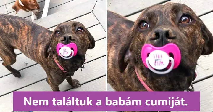 15+ felvétel igazolja, hogy az állatok ugyanolyan imádnivalóak és furcsák, 15+ fotó, mely bizonyítja, hogy az állatok ugyanolyan imádnivalóan furcsák, mint mi