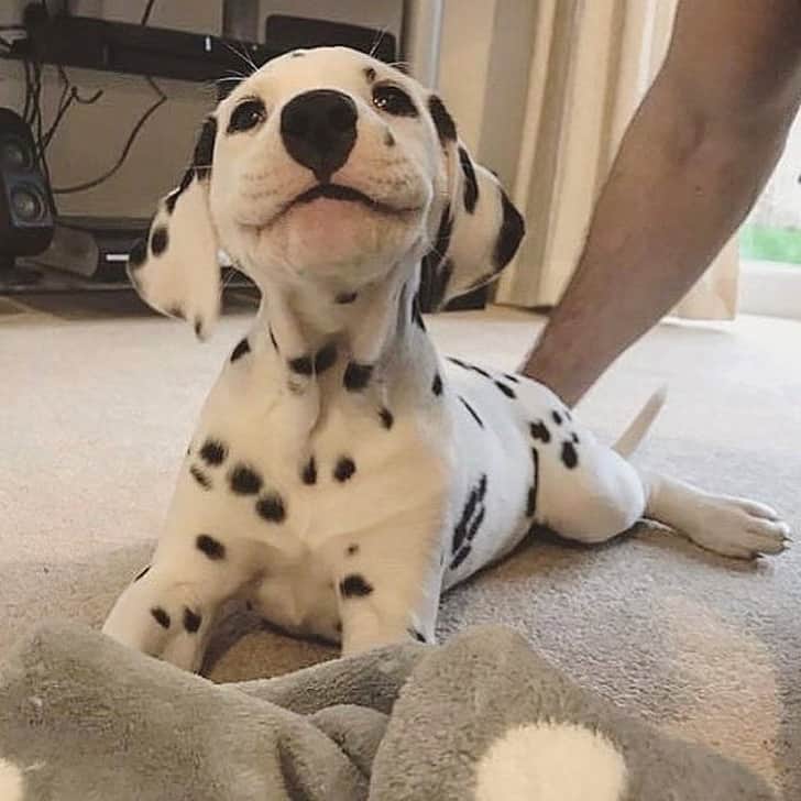 kisfiu