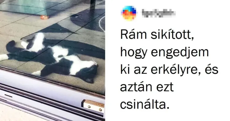 18 érzelmes fotó azokról, akik tudnak egy-két dolgot a drámáról Dramát sugalló érzelmek: 18 telitalálat kép