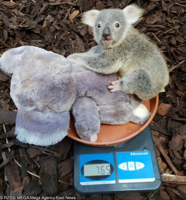 plüss koala