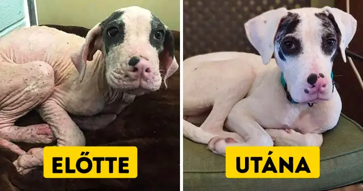 20 átalakulós fénykép állatokról örökbefogadás előtt és után 20 megható örökbefogadás előtti és utáni állatfénykép