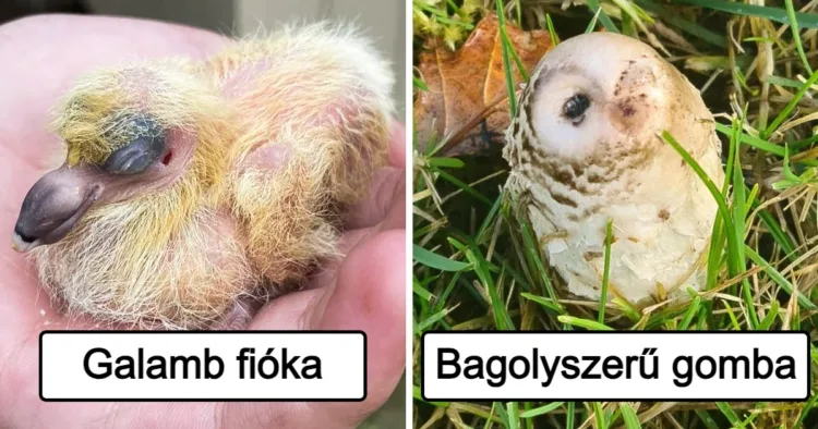 20 fotó, ami bizonyítja, hogy a világ tele van meglepetésekkel, 20 kép, amelyek mindegyike meglepő történetet mesél a világról