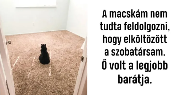 19 kép, ami bizonyítja, hogy az állatok hűsége és szeretete 19 kép, amely megmutatja a hűséges és határtalan állati szeretetet