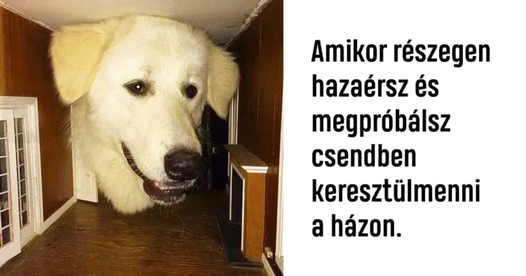 16 tipikus élethelyzet, mindannyiunk számára ismerős lesz 16 mindennapi élethelyzet, amellyel mindannyian találkoztunk már