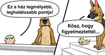 Egy bájos cicakölyök és egy leszerelt német juhászkutya humores sztorija