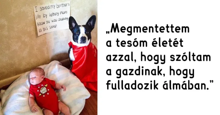 20+ buzgó kutyus, aki tudja, hogyan varázsolja jobb hellyé ezt 20+ Csodálatos eb, aki az életünket szebbé teszi