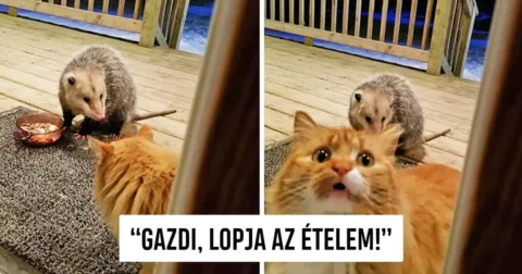 Az állatok érzelmes világa: 18 drámában gazdag pillanat az állatbirodalomból
