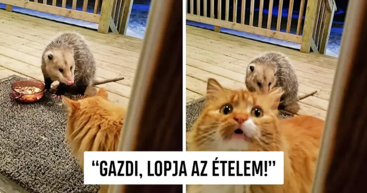 18 kép, amely jól mutatja, hogy az állatvilág sem szenved Az állatok érzelmes világa: 18 drámában gazdag pillanat az állatbirodalomból