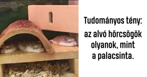18 tündéri kisállat, aki bármikor bármilyen szerepben képes helytállni 18 tündéri kisállat, aki bármikor bármilyen szerepben képes helytállni