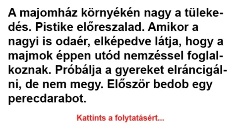 Vicc: A majomház környékén nagy a tülekedés…