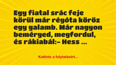 Vicc: Egy fiatal srác feje körül már régóta köröz egy galamb. Már nagyon… Vicc: Egy fiatal srác feje körül már régóta köröz egy galamb. Már nagyon…