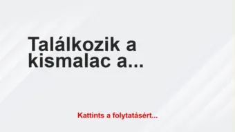 Vicc: Találkozik a kismalac a bátor pulykával