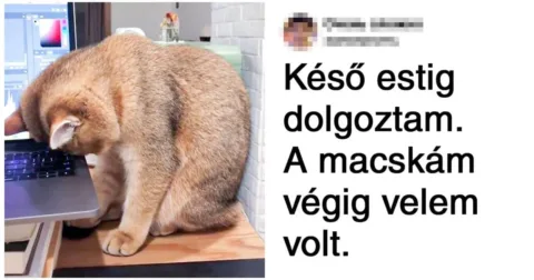 Ajándékozz mosolyt! 20 csendes hős, aki farkával-hamarával mondja azt, amit szóval nem