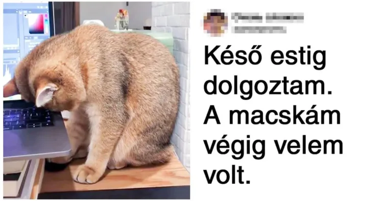 20 házi kedvenc, akinek a néma támogatása többet ér ezer Ajándékozz mosolyt! 20 csendes hős, aki farkával-hamarával mondja azt, amit szóval nem