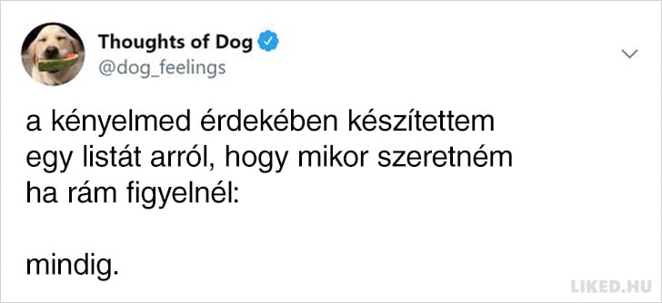 Kutyagondolat 11.