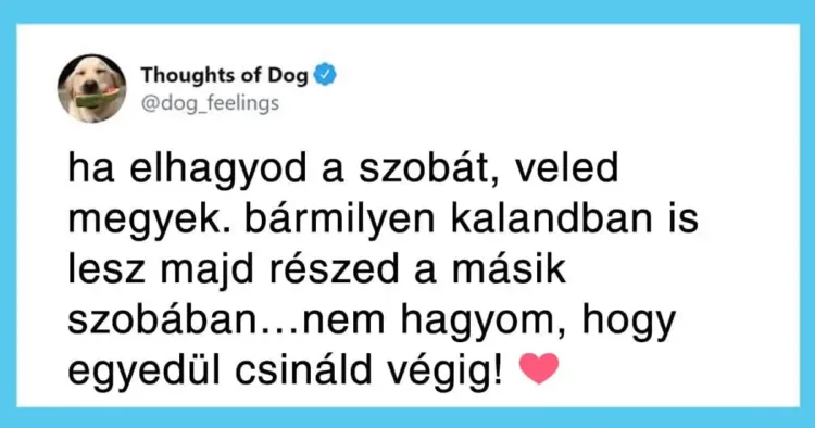 20 jópofa kutyagondolat, ami garantáltan minden gazdinak ismerős lesz 20 olyan kedves kutyagondolat, amit minden gazdi ismer és szeret