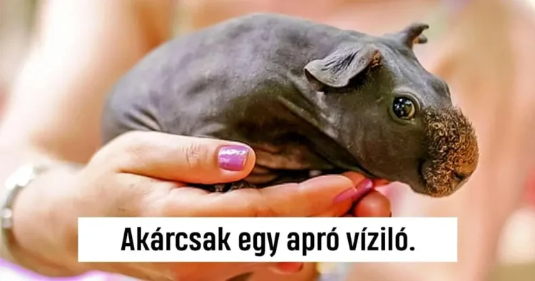 21 kép, amely bizonyítja, hogy a Föld legcukibb teremtményei simán 21 fotó, ami bizonyítja, hogy a világ legédesebb lényei beleférnek a tenyerünkbe