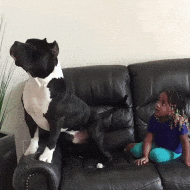 giphy-downsized-large.gif
