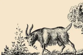 Csak a legintelligensebbek találják meg a kecske gazdáját a képen