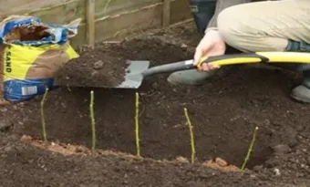 Egyetlen rózsaszálról több száz rózsát kaphatsz, ha követed ezt a pár lépést