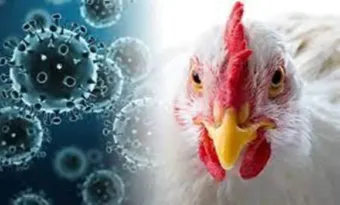 Rohamosan terjed a madárinfluenza – 50% a halálozási arány, ezekre a tünetekre figyelj