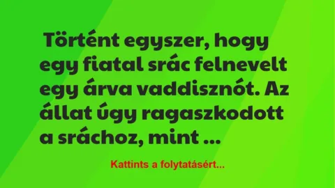 Vicc: Történt egyszer, hogy egy fiatal srác felnevelt egy árva vaddisznót