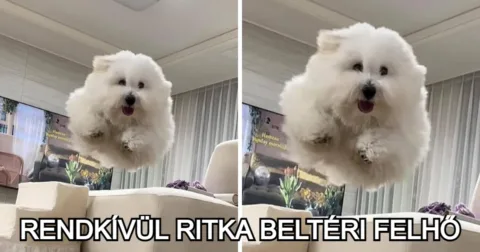15 fotó, ami megnevettetett minket anélkül, hogy igazán megpróbálta volna