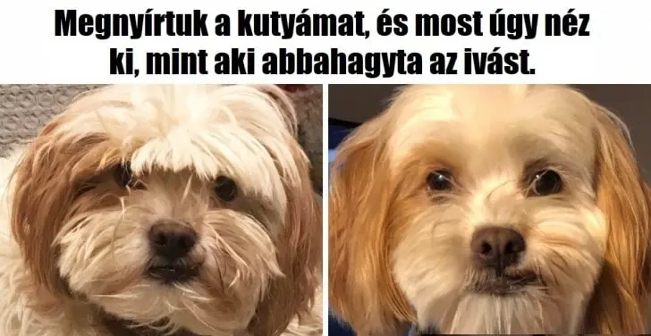 Vicc: 21 ember, akinek a humorérzéke a szuperereje Vicc: 21 ember, akinek a humorérzéke a szuperereje
