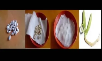 Zseniális! Így termeszthetsz saját mandarin fát otthon!