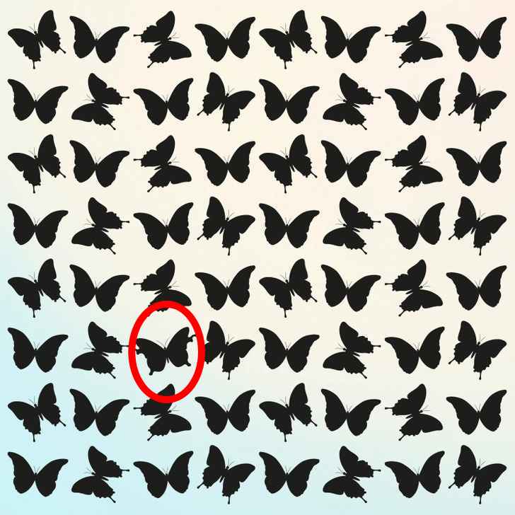 find the odd butterfly solved | Marie Claire