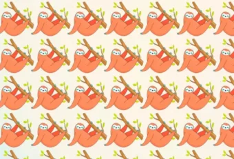 Kivételes az észjárásod, ha rájössz, hogy vajon hol bújt el a bébi lajhár