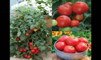 Ha így ülteted a paradicsomot, nyár végéig ontja majd a termést