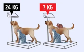 IQ-teszt: rendkívüli az agyad, ha kiszámolod az állatok súlyát