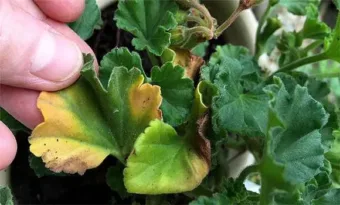 Muskátlid leve soha többé nem sárgul, és végtelen virágzatot biztosít. Fedezd fel elképesztő technikámat!