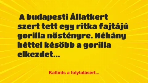 Vicc: A budapesti Állatkert szert tett egy ritka fajtájú gorilla nőstényre Vicc: A budapesti Állatkert szert tett egy ritka fajtájú gorilla nőstényre