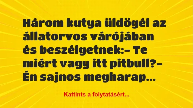 Vicc: Három kutya üldögél az állatorvos várójában és beszélgetnek:
– Te… Vicc: Három kutya üldögél az állatorvos várójában és beszélgetnek:
– Te…