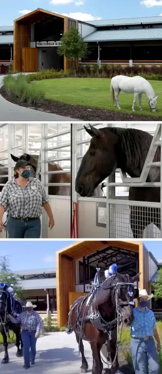 tri-circle-d ranch lovak
