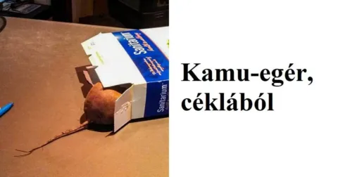 25 család, akiknek a vérükben van a humor... 25 humorban gazdag család, akik mindig földerítik napod…