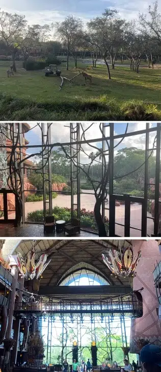 zsiráfok a disney animal kingdom lodge-ban