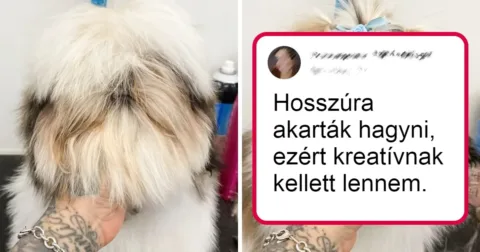 20 állat, akik annyira megváltoztak egy hajvágás után, hogy alig... 20 Állati nagy átalakulás: hajvágás előtt és után