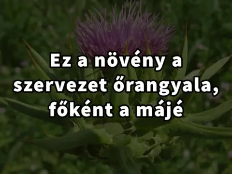 Legyél te is ismerős a máj őrangyalának számító növénnyel!