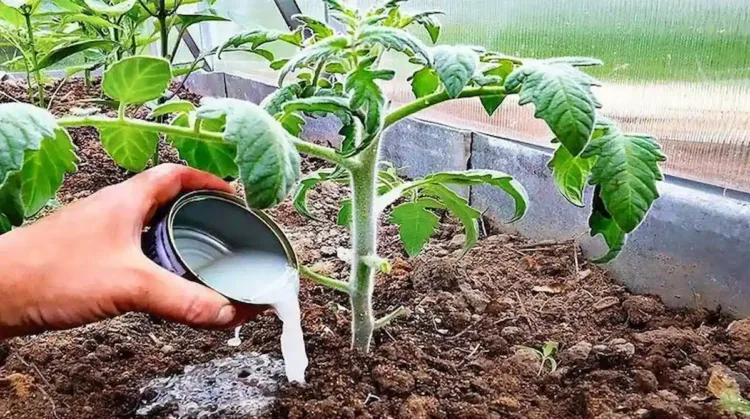 Régi bölcsesség: egy kertész titka a tökéletes paradicsomokhoz -... Az élesztő varázslatos hatása: a kerti paradicsomok titka