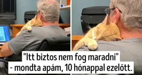 12 eset, amikor “soha nem lesz háziállatunk” -kijelentést cáfolták meg nagy stílusban