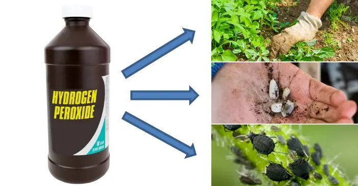 A hidrogén-peroxidot a kertedben is számos módon felhasználhatod Fedezd fel a hidrogén-peroxid sokoldalú felhasználási módjait a kertben