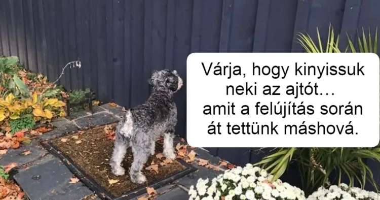 17 háziállat, aki könnyesre nevettette a gazdáját 17 szórakoztató háziállat, aki garantáltan feldobja a napodat