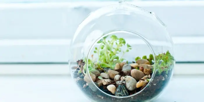 Így gondozd a floráriumodat Top tippek florárium gondozásához