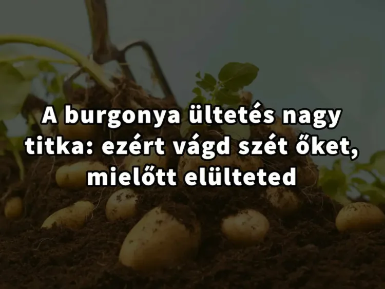 A burgonya ültetés nagy titka: ezért vágd szét őket, mielőtt A burgonya ültetés titkos trükkje: Ez az oka, hogy miért kell őket feldarabolni ültetés előtt